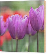 Flower Power. Fringed Tulipa Talitha 1 Wood Print