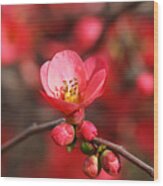Flowering Quince Spring Wood Print