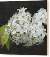 Flowering Tree In Spring Wood Print