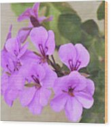 Flowers Of Socal - Pink Geranium Nostalgia Wood Print