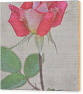 Flowers Of Socal - Red Pink Rose Portrait Wood Print