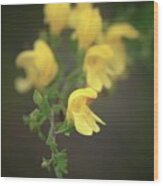 Flowers Of Yellow Bush Penstemon Wood Print