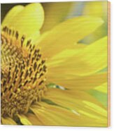 Dancing Sunflower Wood Print