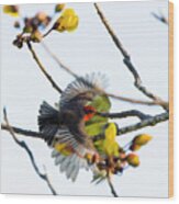 Flycatcher-kingbird Wood Print