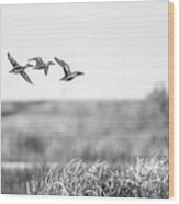 Flying Flock Northern Shoveler Ducks Wood Print