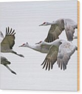 Flying Sandhill Cranes #1 Wood Print