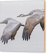 Flying Sandhill Cranes #3 Wood Print