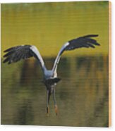 Flying Wood Stork Wood Print