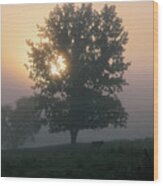 Foggy Tree Wood Print