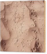 Footprints In The Sand 3 Wood Print