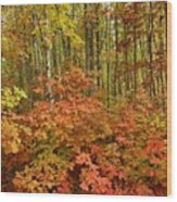 Forest Of Color Wood Print