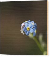 Forget Me Not Cluster Wood Print
