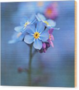 Forget Me Not Wood Print