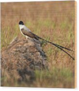 Fork-tailed Flycatcher Wood Print