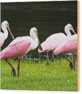 Four Roseate Spoonbills Wood Print