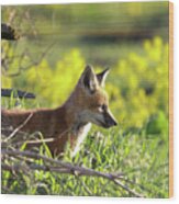 Fox At Den Wood Print