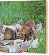 Fox In The Woodpile Wood Print