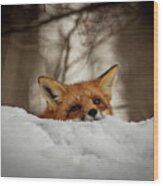 Fox Resting On Roof Wood Print