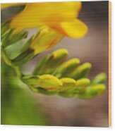 Freesia Hand And Fingers Wood Print