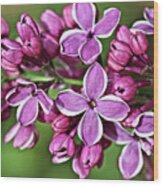 French Lilac Wood Print