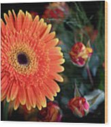 Fresh  Beautiful Orange  Daisy Flower Blossom.  Blooming  Flower Wood Print