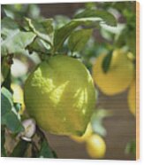 Fresh Lemon, Lovely Lemon Tree And Flowers In Spring Wood Print