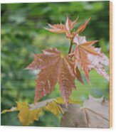 Fresh Maple Leaves Wood Print
