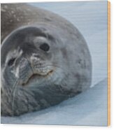 Friendly Weddell Seal Wood Print