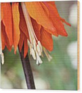 Fritillaria In Spring Wood Print