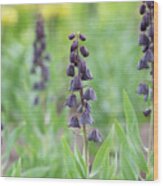 Fritillaria Persica Blues Brothers Flower Wood Print