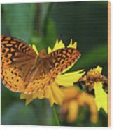 Fritillary Butterfly On Yellow Flower Wood Print