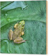 Frog On A Pad Wood Print