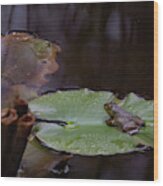 Frog On Lilly Pad Wood Print