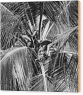 Fronds And Center Bw Wood Print