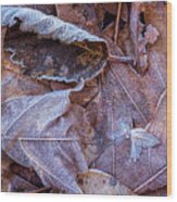 Frost On Fallen Leaves Wood Print