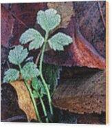 Frosted Buttercup Leaves Wood Print