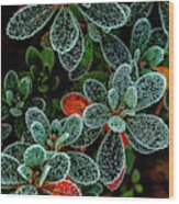 Frosty Leaves Wood Print