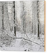 Frozen English Woodland Covered In Snow Wood Print