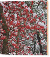 Frozen Possumhaw Berries Wood Print