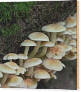 Fungal Foray Wood Print