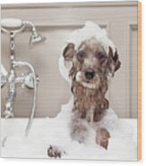 Little Terrier Breed Dog Taking Bubble Bath Wood Print