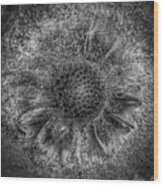 Gaillardia Frozen Bw Wood Print