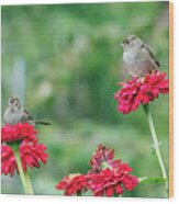 Garden Sparrow Pair Wood Print