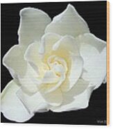 Gardenia  - Aglow Wood Print