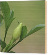 Gardenia Bud Wood Print