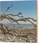 Georgia Driftwood Beach Wood Print