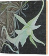 Ghost Orchid On A Palm Tree Wood Print