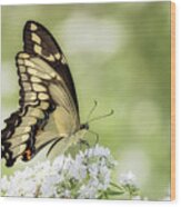 Giant Swallowtail In Afternoon Light Wood Print
