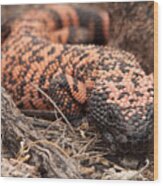 Gila Monster .  Saguaro National Park, Arizona Wood Print