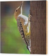 Gila Woodpecker V24169 Wood Print